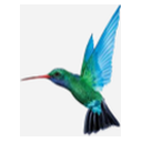 Caribbean Airlines